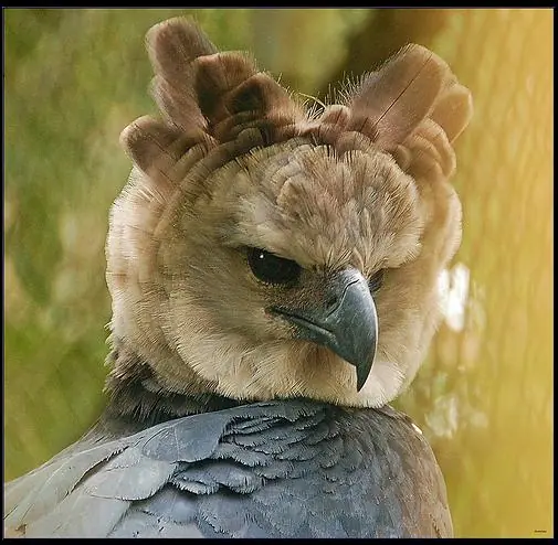 El águila, símbolo de culturas