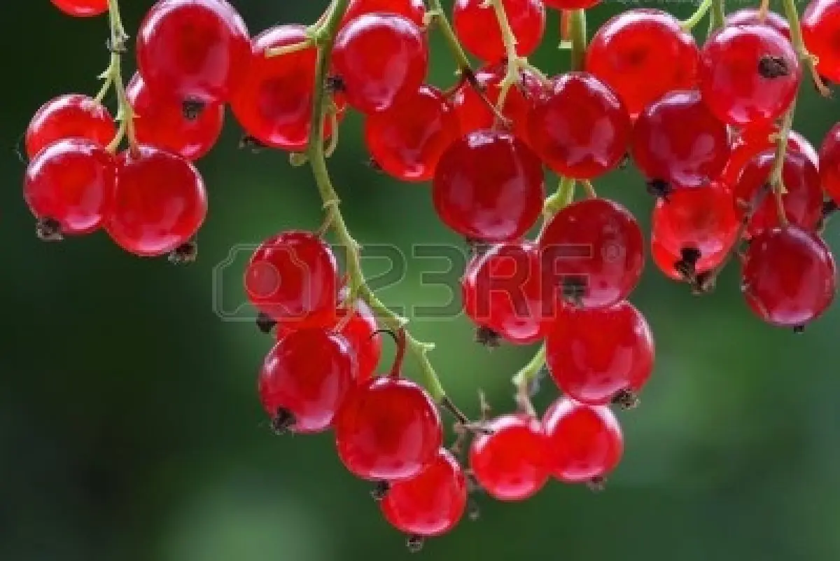 Las 25 frutas mas eoticas y raras del mundo! (resubido)