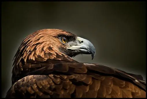 el águila