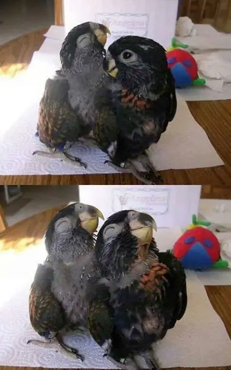 Si te reís te felicito!