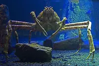 10 Cusiosidades Animales