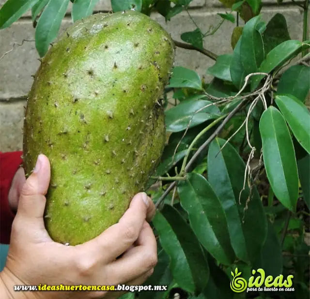 Germinar y Plantar Guanabanas