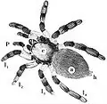 Araneae (Arañas)