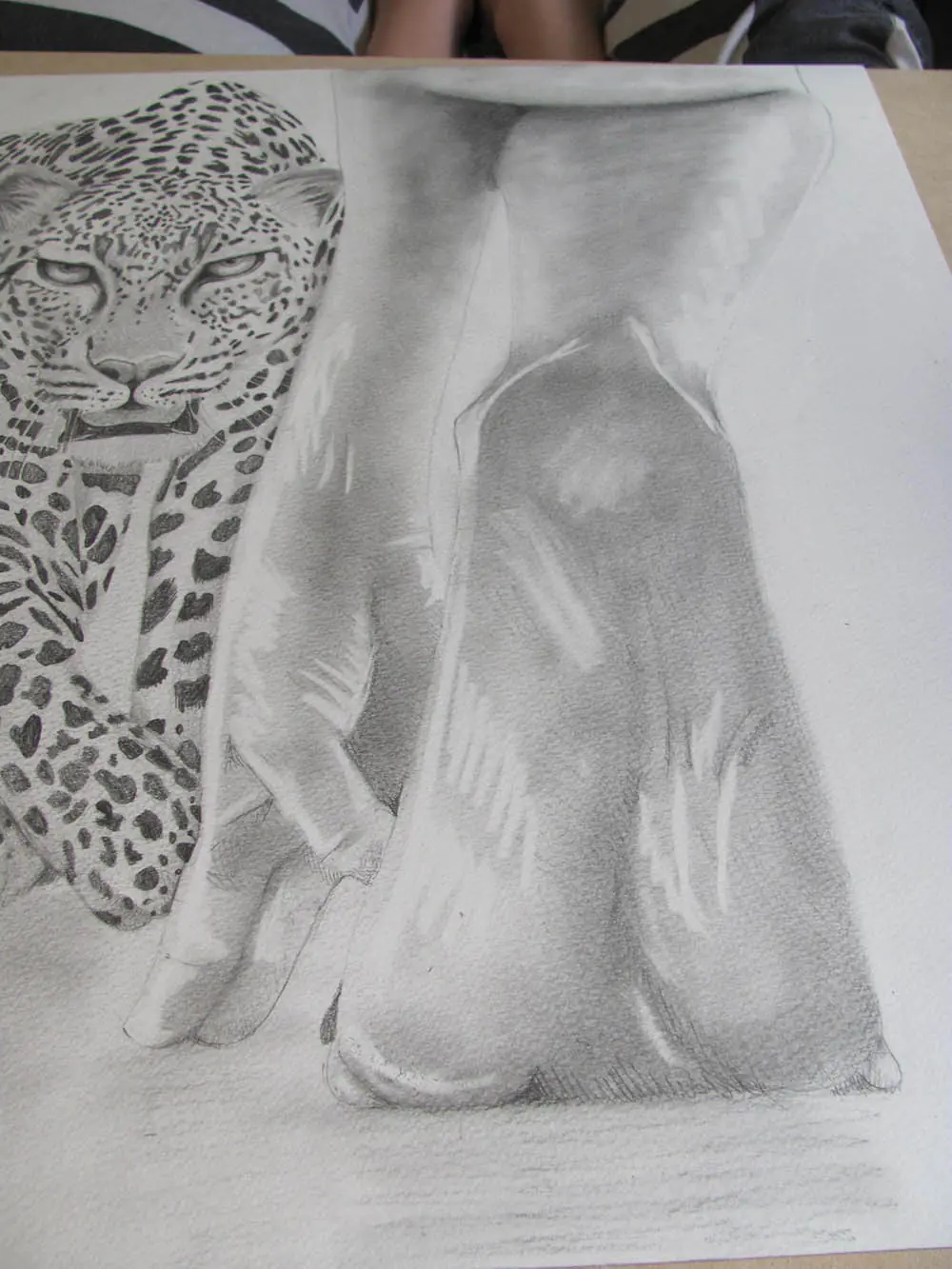 leopardo