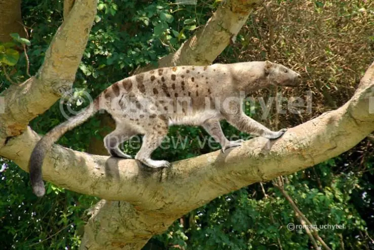 Animales