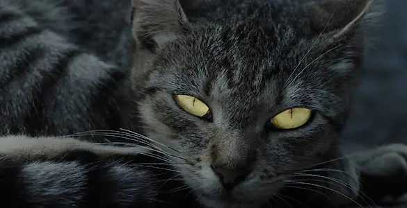 ¿Por qué de noche todos los gatos son pardos?