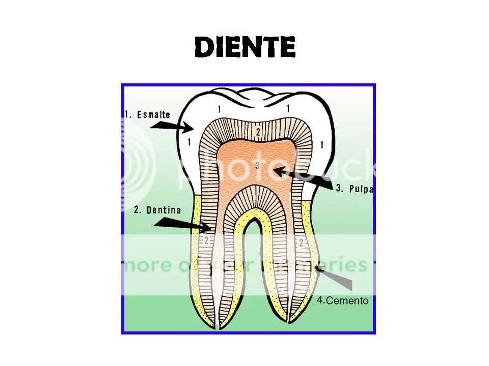 BUCODENTAL