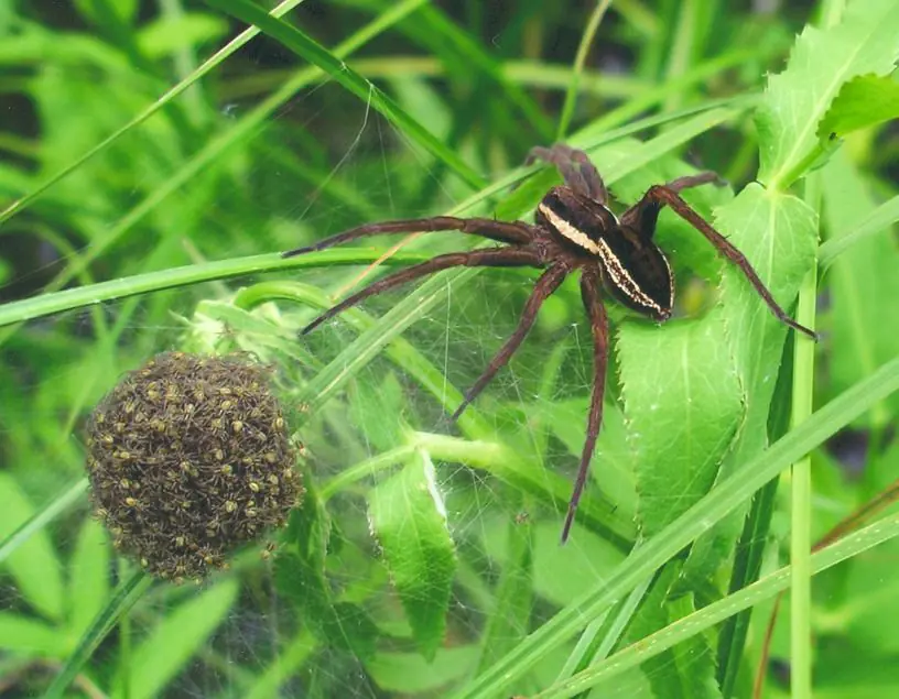 Araneae (Arañas)