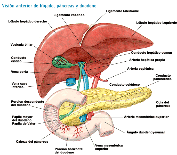 La Importancia del Higado.. (desintoxicar)(completo)