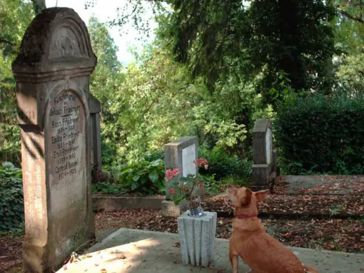 10 historias de perros fieles