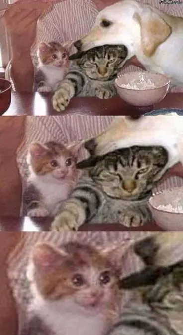 WTF