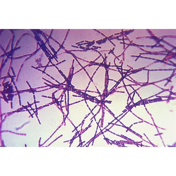 teorias conspirativas