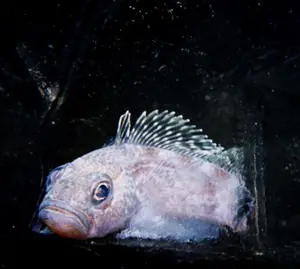 Peces "Anticongelantes"