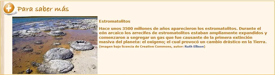 cambrico