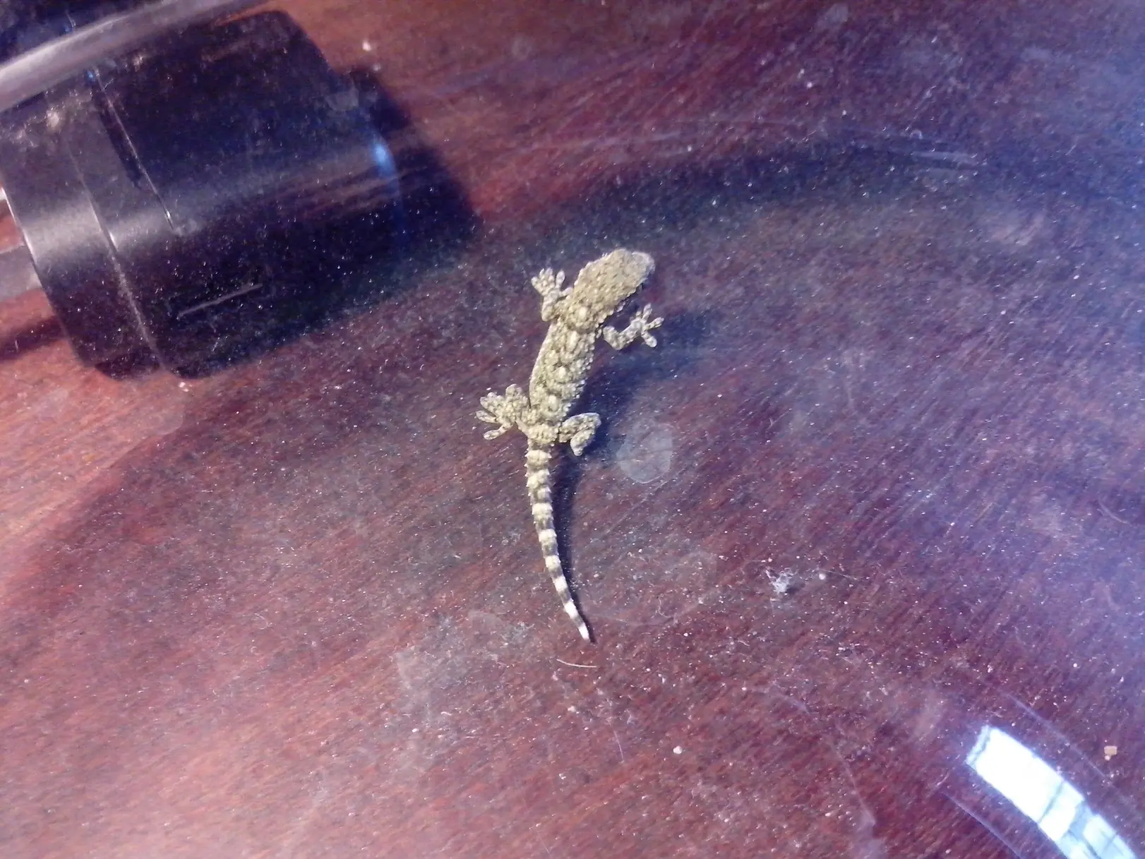 Mi propio Terrario!