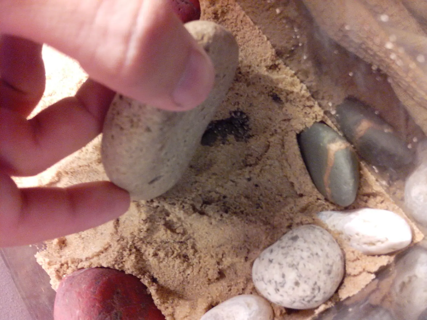 tarentola mauritanica