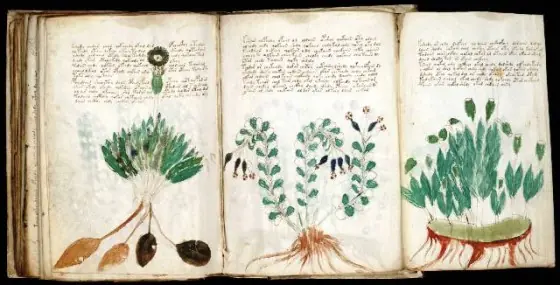 plantas