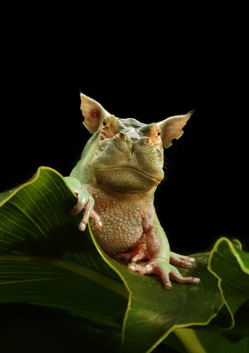 [Megapost]Las Alucinaciones Photoshophianas Mas locas