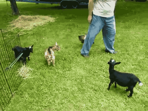 Gifs,gifs y mas gifs graciosos