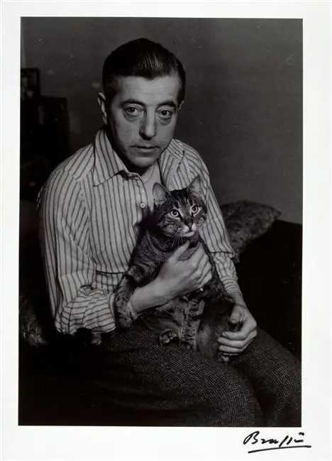Los gatos.