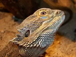 lagarto