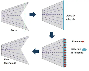 biología