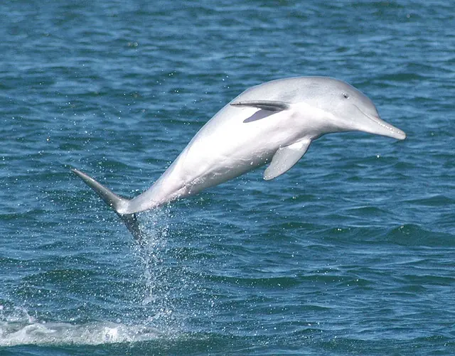 Los 7 animales más inteligentes del mundo