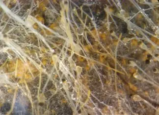 Animales