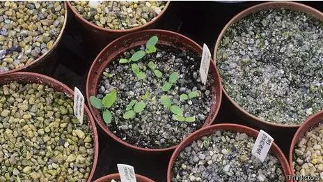 Los alimentos que están en peligro de extinción