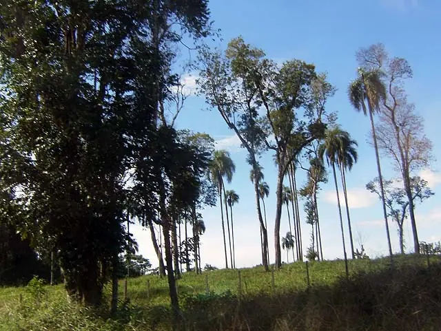 Reserva Yabotí