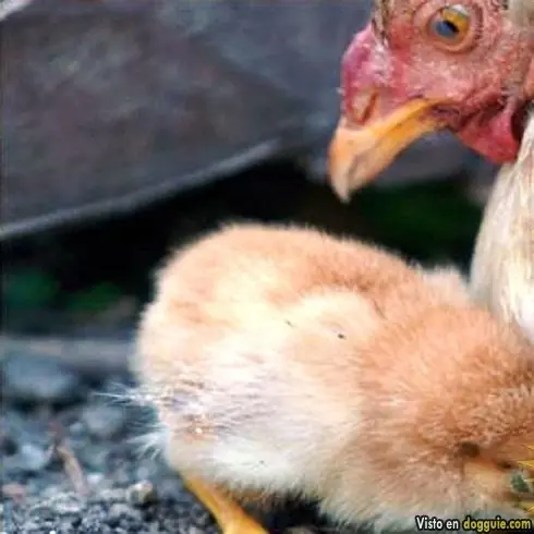 Increíble gallina karateka.