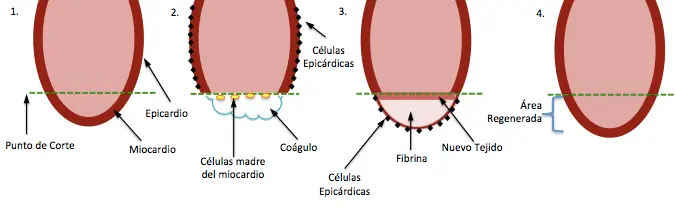 ciencia