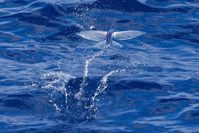 raros