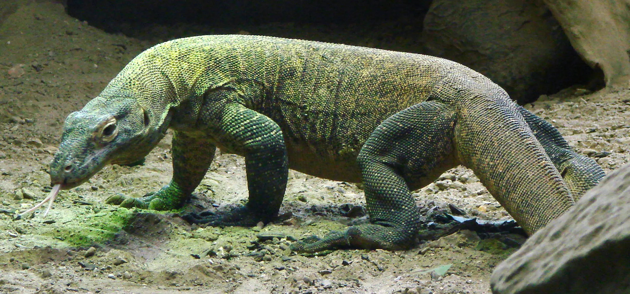 Dragón de Komodo