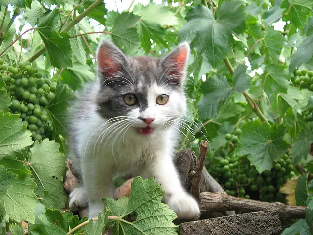 Seguro no sabias que....