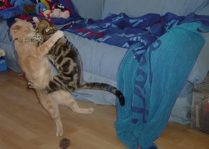 gatos