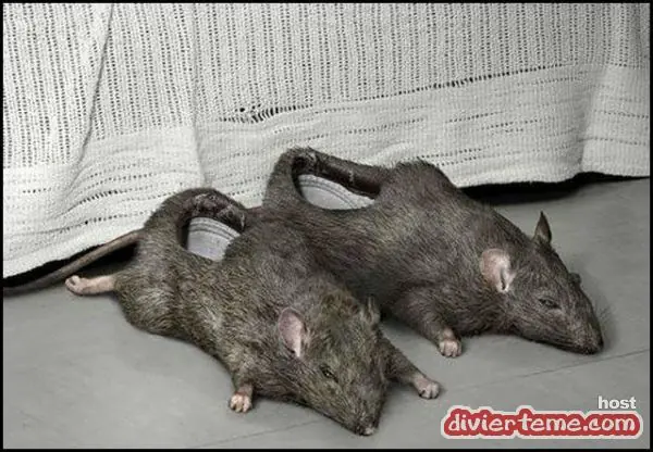 26 imagenes gaciosas para divertirse un rato!