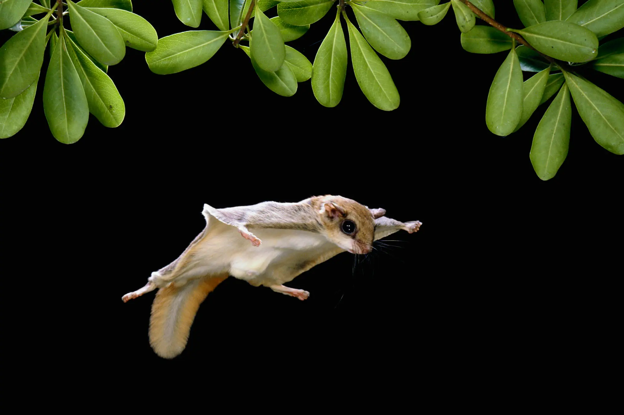 voladores