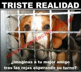 conejos