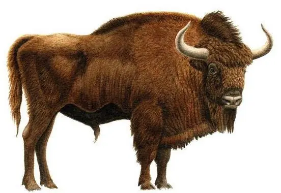 Recuperan el cráneo de un bisonte de la Edad