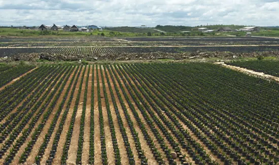Desastre ecológico en Colombia