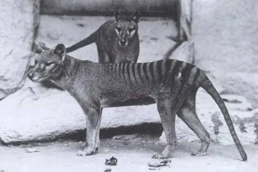 animales extintos