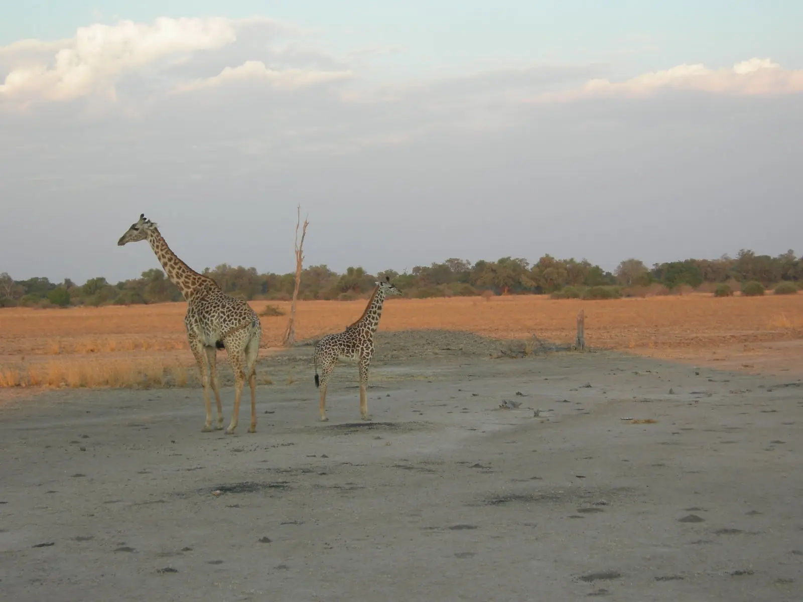 zambia