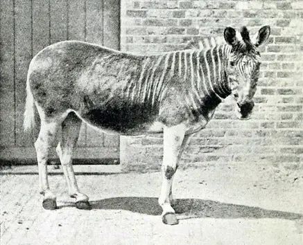 Las especies de animales que científicos quieren resucitar