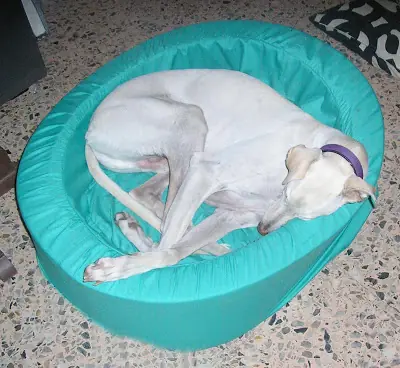 La crianza de un cachorro