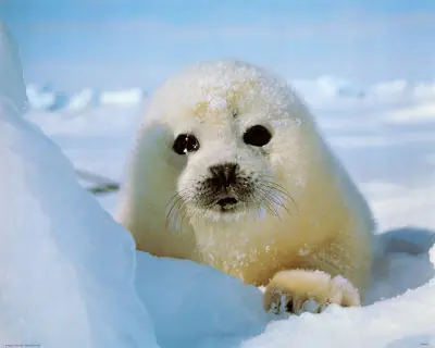 Las Focas Blancas