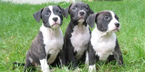 La crianza de un cachorro