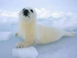 Hielo