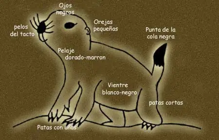 El Perro de la Pradera: Otra hazaña de la Evolucion