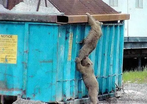 perro